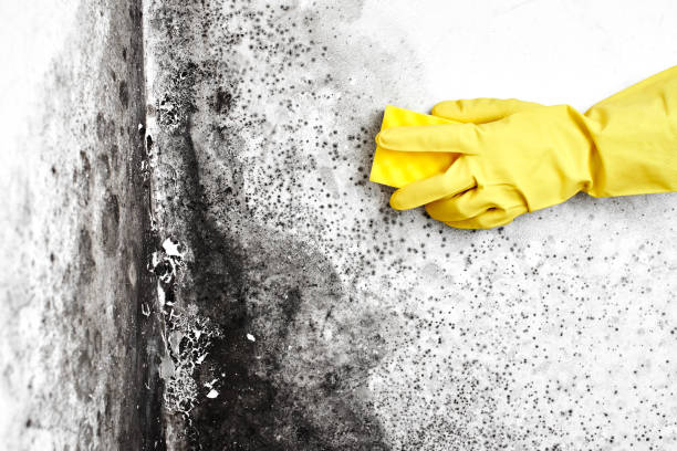 Best Mold Removal for HVAC Installations  in Kiawah Island, SC