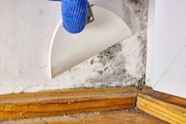 Forensic Mold Investigation in Kiawah Island, SC